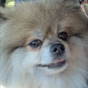 Meet your Posher, Brittney